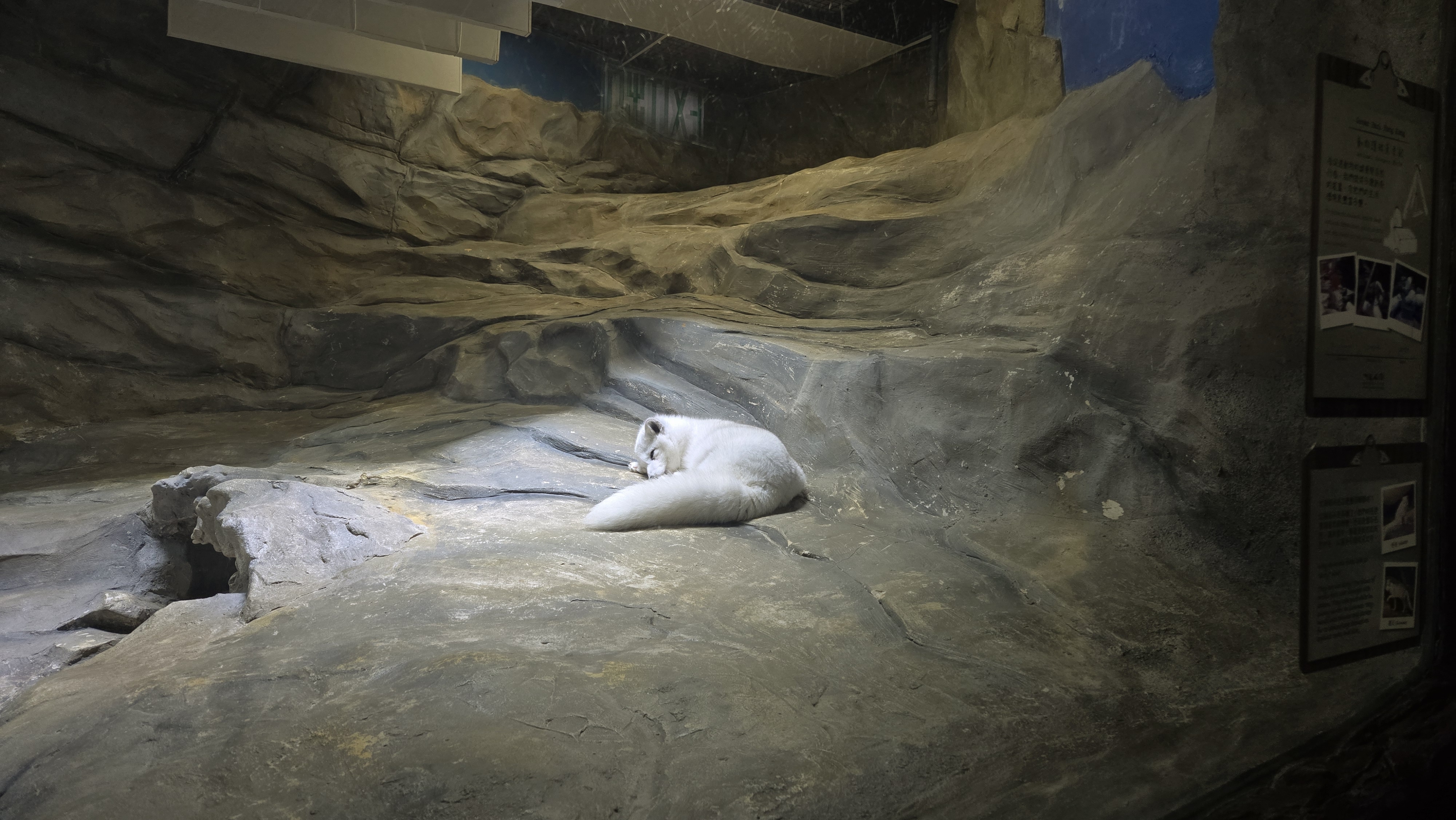 An arctic fox sleeping.